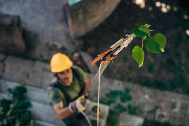 Best Hazardous Tree Removal  in Bellevue, IL